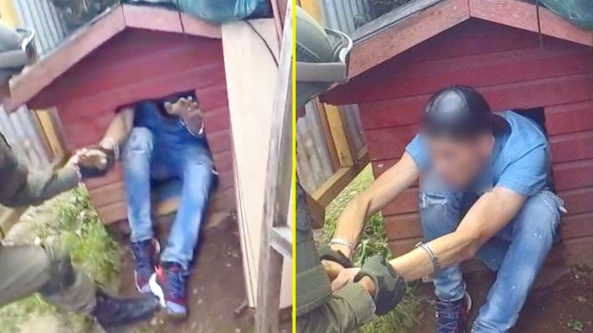 Se ocultó en la casa de un perro: El insólito escondite de un delincuente acusado de microtráfico en Valdivia
