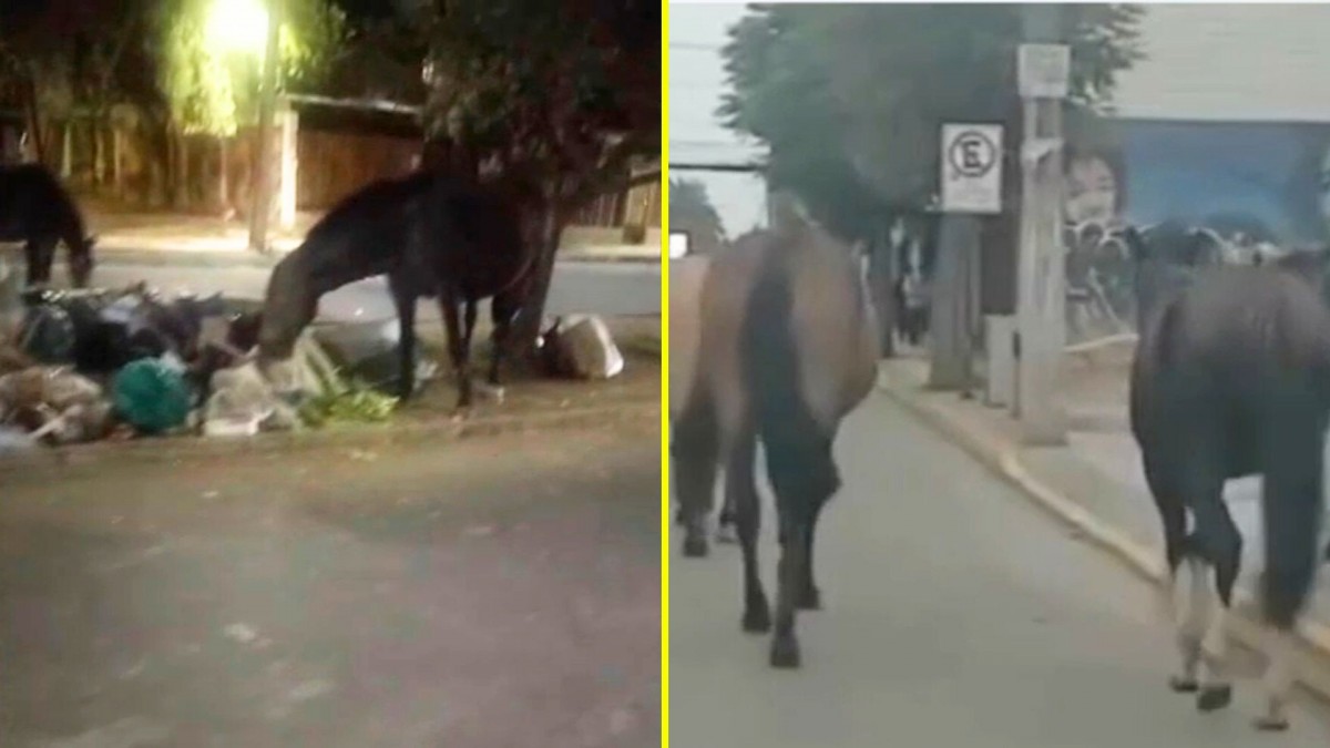 Denuncian que cerca de 20 caballos andan sueltos en Melipilla: Deambulan por las calles y buscan comida en la basura