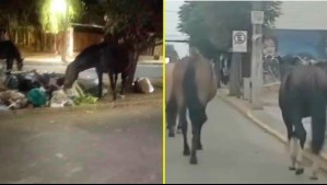 Denuncian que cerca de 20 caballos andan sueltos en Melipilla: Deambulan por las calles y buscan comida en la basura