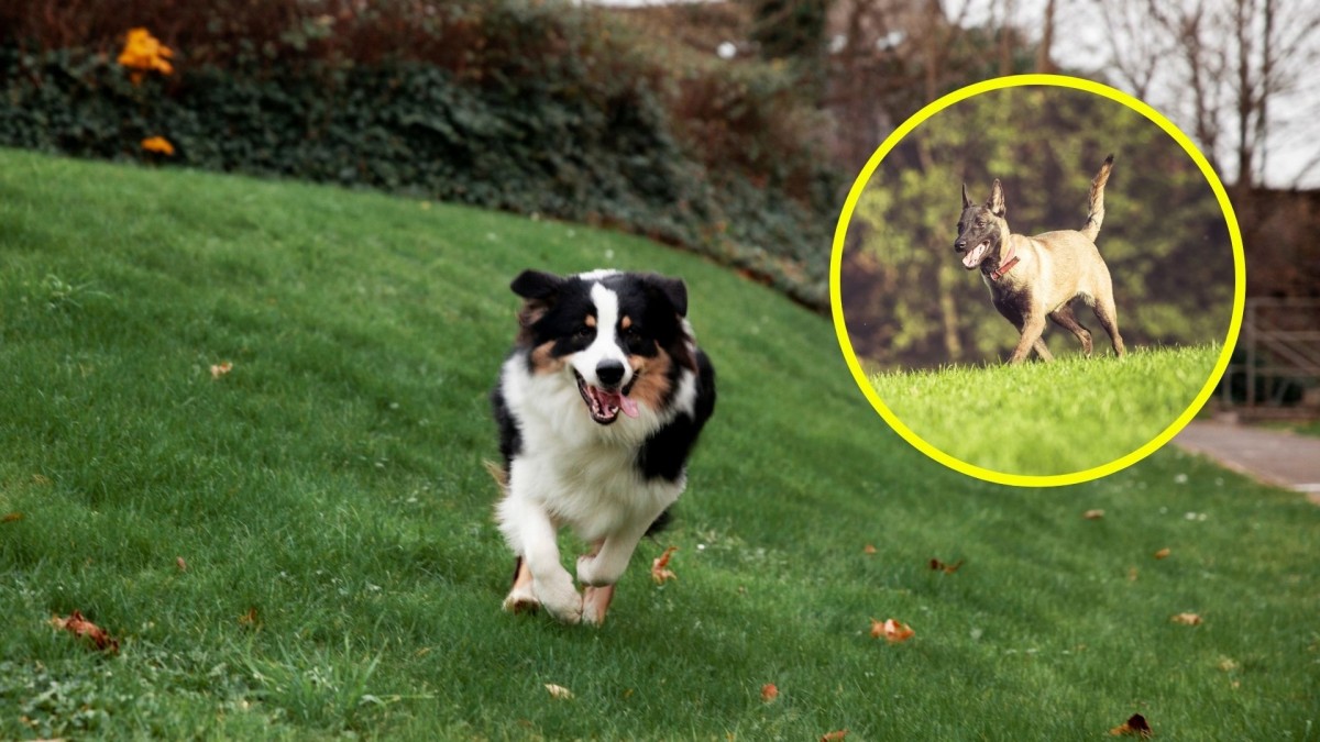 ¿Buscas panoramas con tu mascota? Estos son los mejores caniles y parques para pasear perros en Santiago