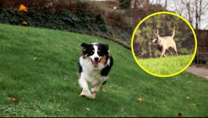 ¿Buscas panoramas con tu mascota? Estos son los mejores caniles y parques para pasear perros en Santiago