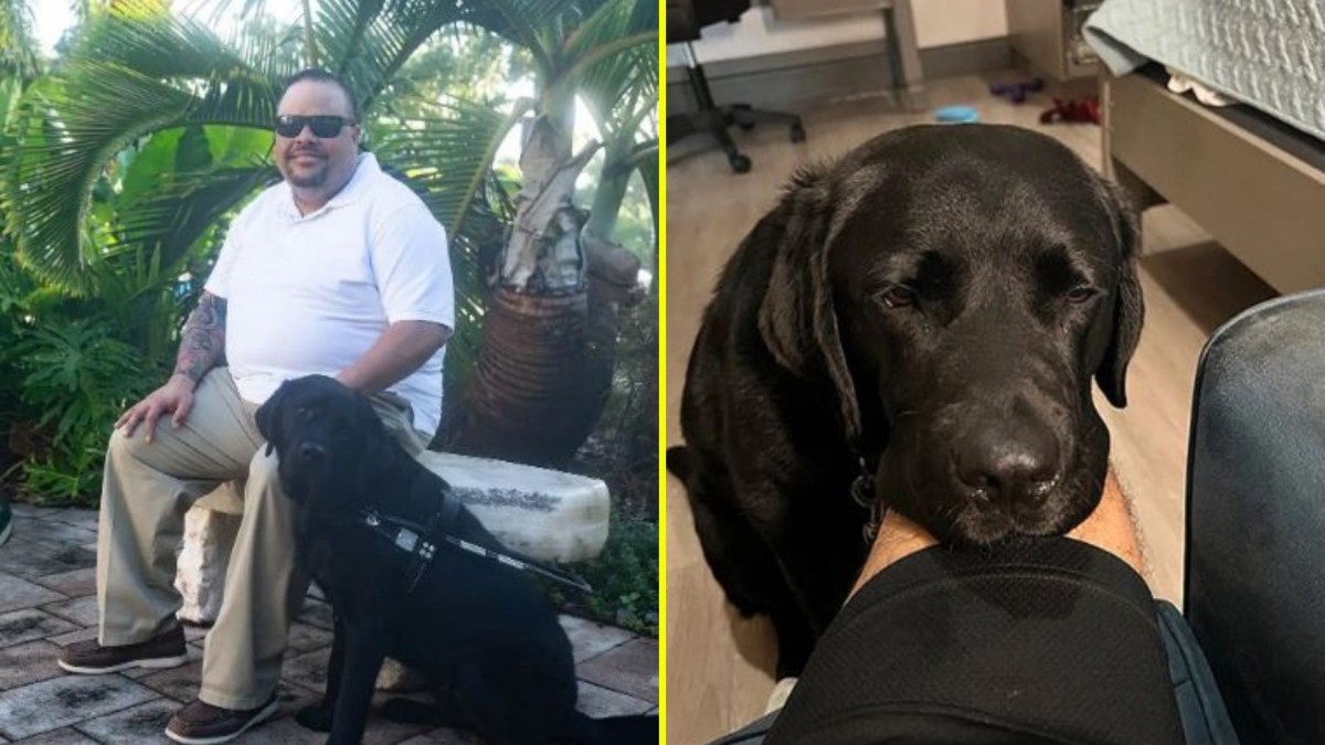 Perro guía detecta trombosis a su dueño y evita una posible muerte: 'No me dejó levantarme'