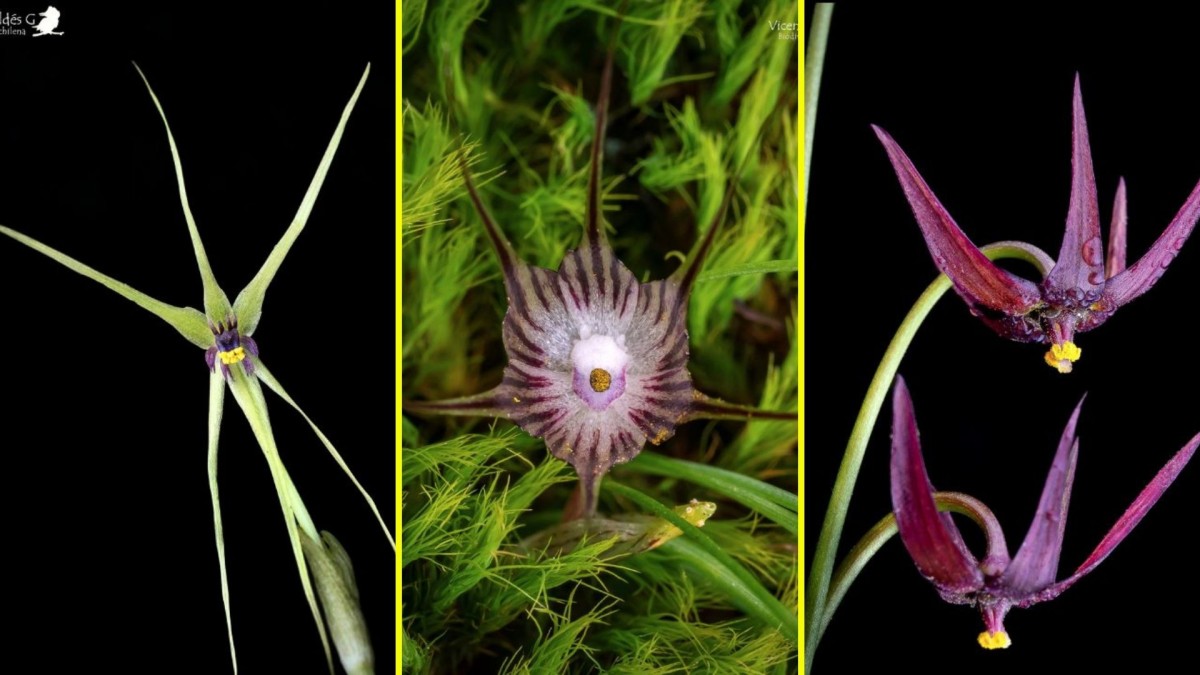 Encuentran cuatro nuevas especies de plantas chilenas: Están emparentadas con la cebolla y el ajo