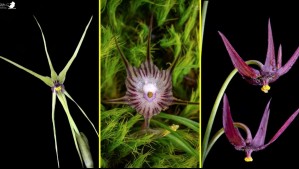 Encuentran cuatro nuevas especies de plantas chilenas: Están emparentadas con la cebolla y el ajo