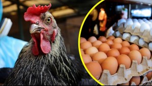 Confirman primer caso de influenza aviar en aves de postura: ¿Cuánto podría subir el precio del huevo?
