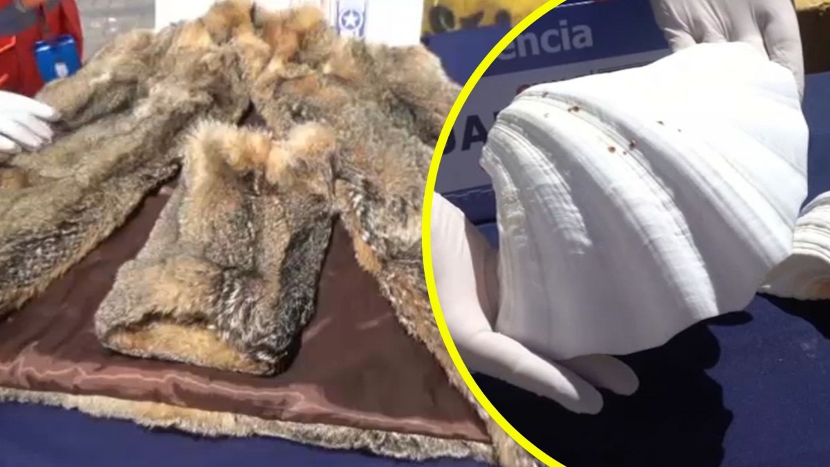 Piezas serán enviadas a un museo: Aduanas detecta insólito contrabando de piel de zorro y conchas de almejas gigantes