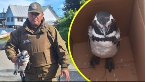 Carabineros rescata a pingüino en playa Carelmapu: Estaba en riesgo de ser atacado por perros del sector