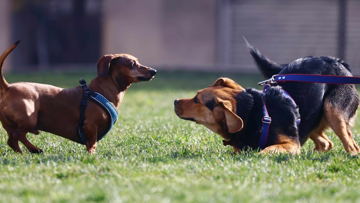 Seguro para mascotas: ¿Cuánto puede costar?