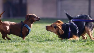 Seguro para mascotas: ¿Cuánto puede costar?