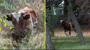 Captan a toro suelto al interior de un colegio en la comuna de Cerrillos