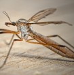 Desde hace varias semanas los habitantes del Gran Concepción han reportado un aumento de zancudos y mosquitos, pese a la llegada del otoño. Un fenómeno que podría continuar por algún tiempo más. ¡Conoce las razones!