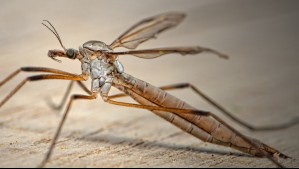 Alerta por plaga de mosquitos en el Gran Concepción: ¿Cuáles son las razones y hasta cuándo continuará el fenómeno?