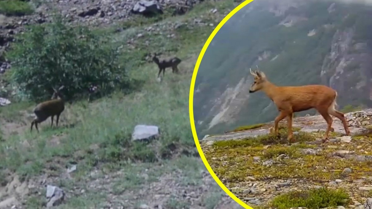Esperanzador panorama en el Ñuble: Video muestra presencia de huemules fuera de zonas protegidas en la cordillera