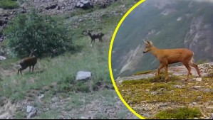 Esperanzador panorama en el Ñuble: Video muestra presencia de huemules fuera de zonas protegidas en la cordillera