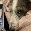 La fundación Palomita and Family dio a conocer a través de sus redes sociales que uno de sus rescatados, Galo, un perro de raza galgo que estaba en condiciones de abandono se sumó a la familia Neme.