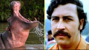 Hipopótamos de Pablo Escobar: Unos 80 ejemplares serán sacrificados debido a una 'mutación genética'