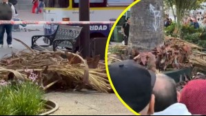 Ramas de una palmera caen sobre una persona en la Plaza de Armas de Santiago: Tuvo que ser rescatado por Bomberos
