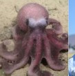 El pulpo fue localizado en el 2007 por el oceanógrafo Javier Sellanes. En febrero de este 2026 se anunció al mundo que el ejemplar es de una nueva especie y lleva el nombre de su descubridor: Graneledone sellanesi.
