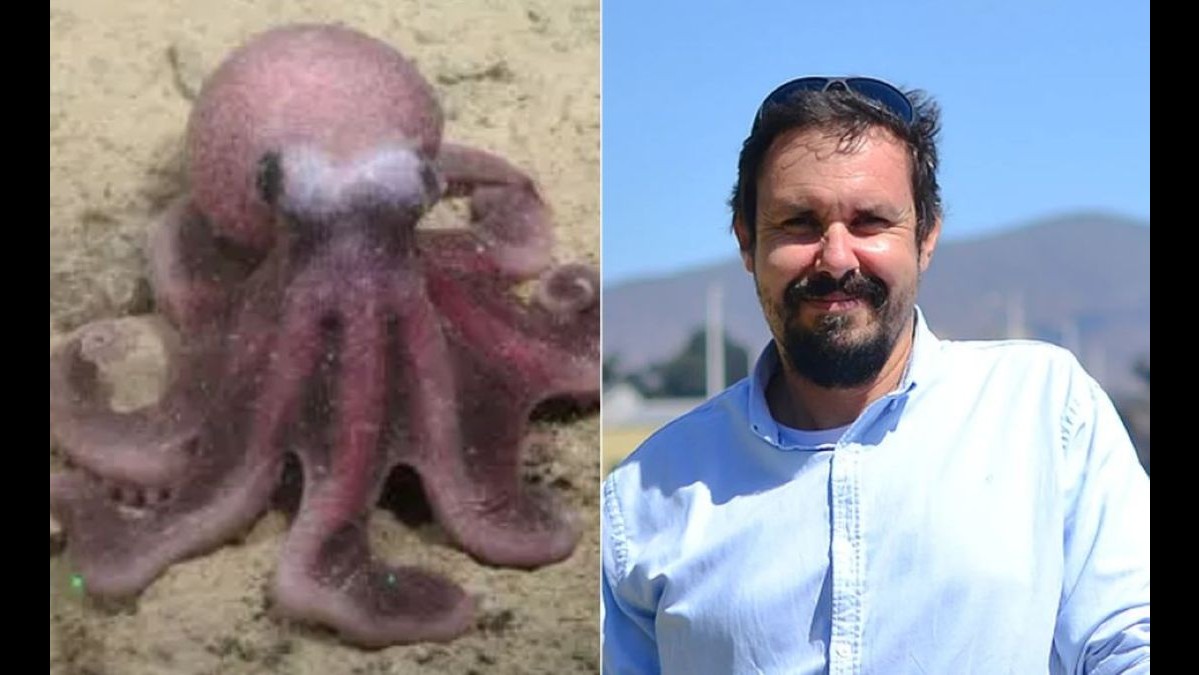 Descubren un extraño pulpo en aguas de Chile: 'Salió un pulpo con características que no coincidían con las especies conocidas'