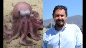 Descubren un extraño pulpo en aguas de Chile: 'Salió un pulpo con características que no coincidían con las especies conocidas'