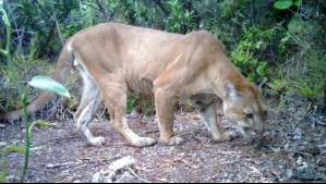 Un 'jaguar de las nubes' es visto luego de 10 años en este punto de Centroamérica: Se reaviva su esperanza de supervivencia
