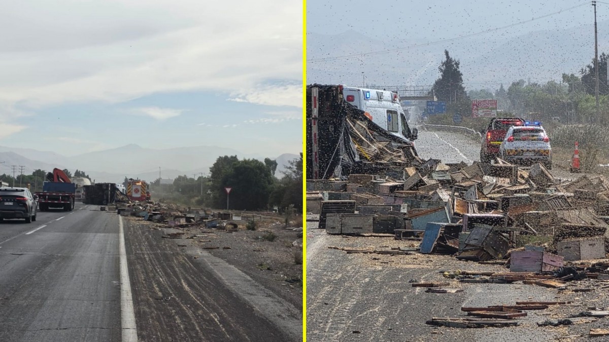 Camión con panales de abejas volcó en la ruta 5 Norte: Conductor fue asistido tras recibir múltiples picaduras
