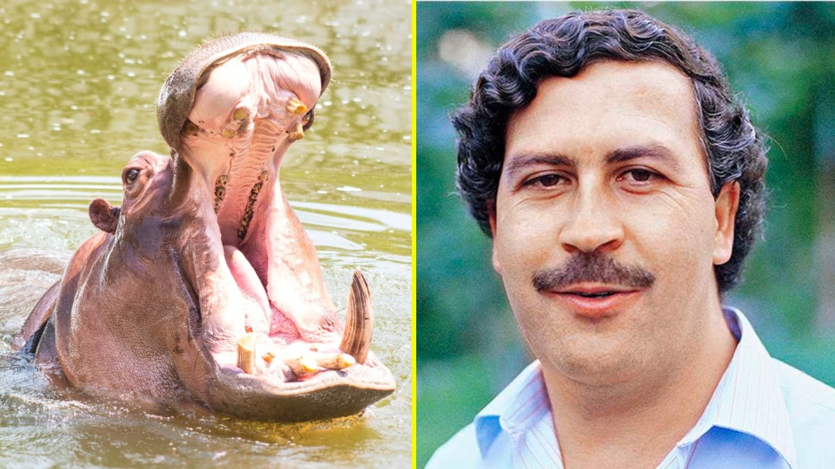 Hipopótamos de Pablo Escobar: ¿Por qué deben ser sacrificados los animales del excapo de la droga?