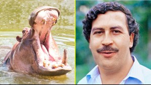 Hipopótamos de Pablo Escobar: ¿Por qué deben ser sacrificados los animales del excapo de la droga?
