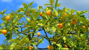 'Reparto la fruta cuando me da la gana': lío por los árboles frutales de un jardín desata reacciones en Reddit