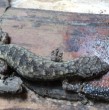 La nueva especie fue bautizada como Hemiphyllodactylus ziegleri y fue descubierta en la Reserva Natural de Copia. El equipo de investigadores tacha de extraordinario el hallazgo del nuevo gecko.