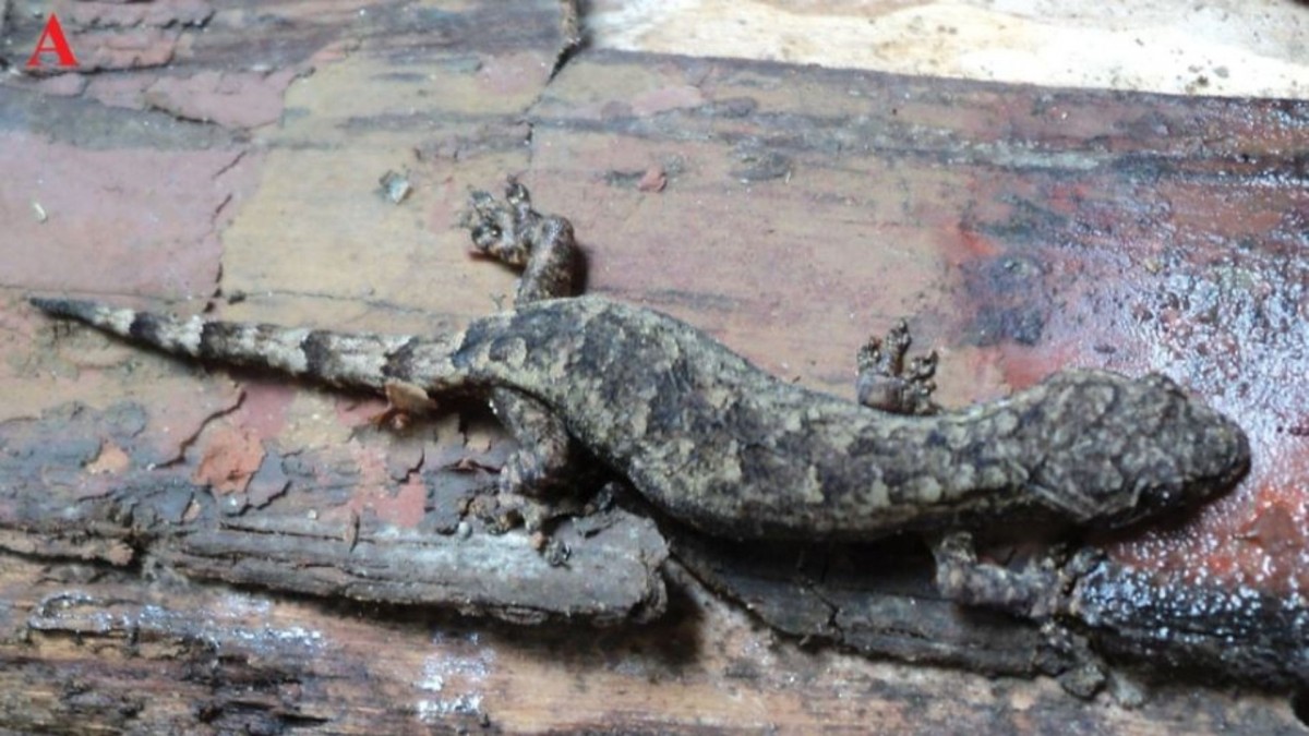 Descubren una diminuta especie de gecko que solo habita en remotos acantilados de Vietnam