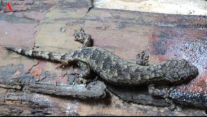 Descubren una diminuta especie de gecko que solo habita en remotos acantilados de Vietnam