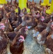 El Servicio Agrícola y Ganadero (SAG) confirmó el primer caso de influenza aviar de alta patogenidad (IAAP) H5N1 en un plantel comercial de aves de postura ubicado en la comuna de Cunco. ¿Qué informó el organismo?