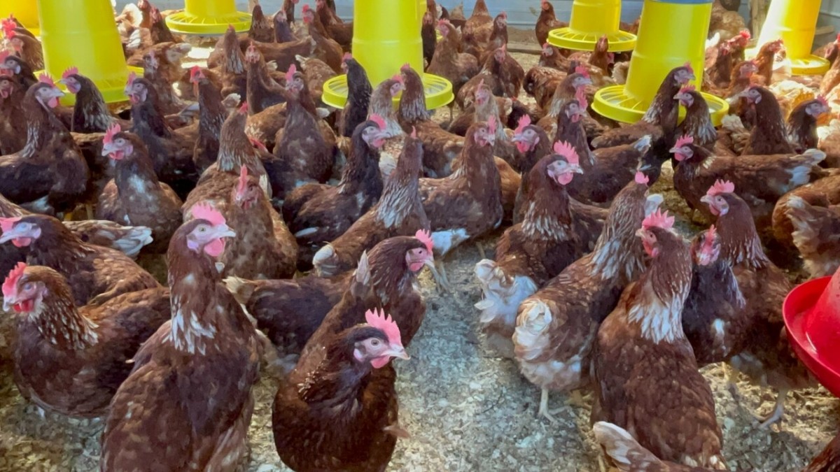 SAG confirma primer caso de influenza aviar en plantel comercial de La Araucanía