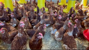SAG confirma primer caso de influenza aviar en plantel comercial de La Araucanía