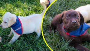 Cachorros en entrenamiento: Así será la nueva generación de perros de Aduanas contra el tráfico ilícito