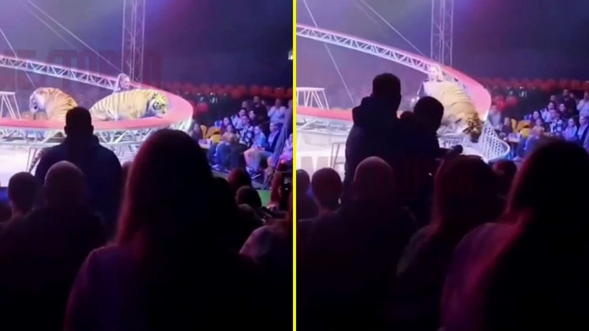 Tigre genera pánico al saltar hacia el público en un circo de Rusia
