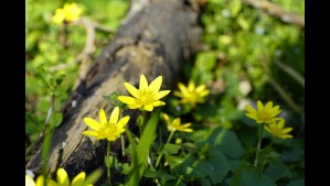 Alerta en Estados Unidos por propagación de planta invasora: Tiene flores amarillas y hojas en forma de corazón