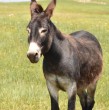 La venta de carne de burro en Argentina generó debate tras agotarse en la provincia de Chubut. Su bajo precio frente a la carne vacuna abrió discusión por la crisis económica en ese país. Revisa los detalles a continuación.