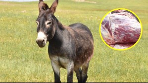Carne de burro se agota en Argentina y abre debate por crisis económica: ¿Qué tan barata es comparada con la de vacuno?