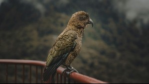 La increíble historia de Bruce: Loro en peligro de extinción perdió su pico y aún así se convirtió en el alfa de su grupo