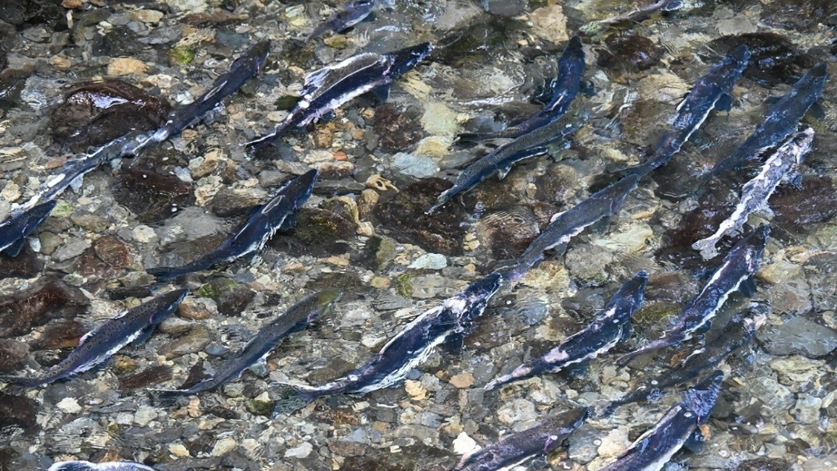 Investigadores descubren que residuos de cocaína que caen a lagos alteran el comportamiento del salmón del Atlántico