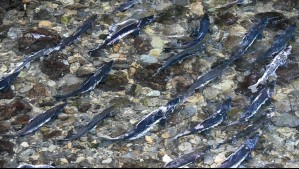 Investigadores descubren que residuos de cocaína que caen a lagos alteran el comportamiento del salmón del Atlántico