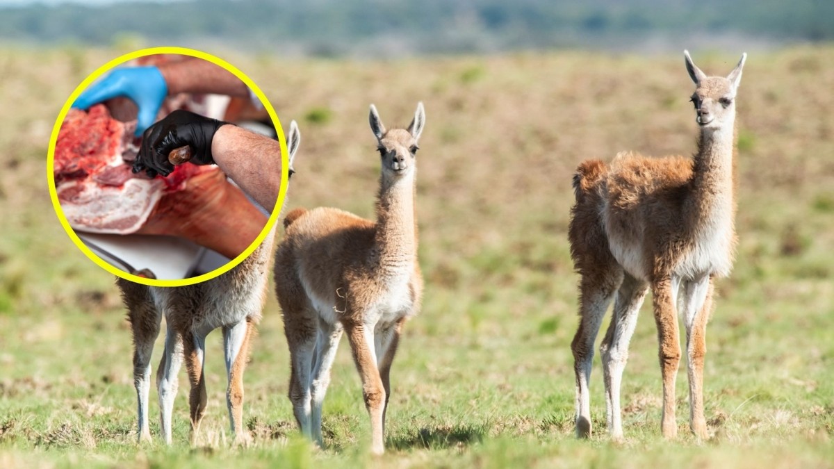 Proponen autorizar el consumo de carne de guanaco en toda Argentina