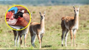 Proponen autorizar el consumo de carne de guanaco en toda Argentina