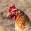 China suspendió con efecto inmediato las importaciones de aves de corral desde Chile por un brote de gripe aviar y ordenó destruir en frontera los productos que ingresen. Conoce los detalles a continuación.