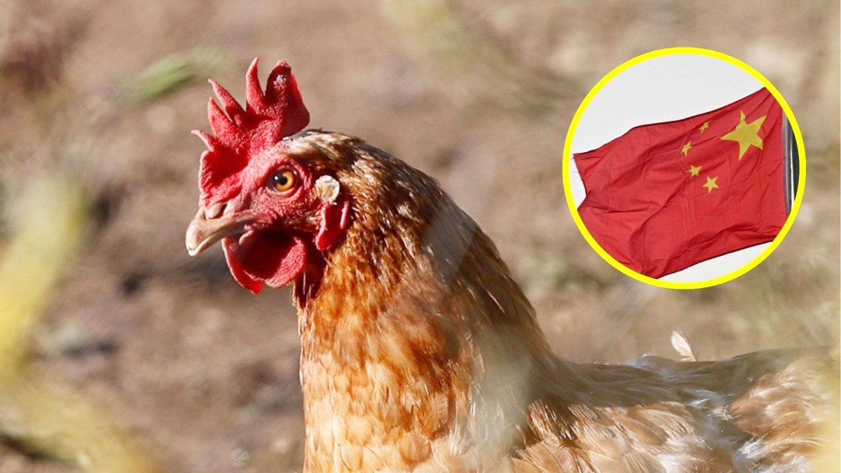 Duro golpe para el mercado nacional: China frena importaciones avícolas desde Chile por gripe aviar
