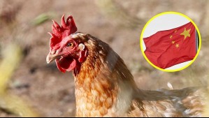 Duro golpe para el mercado nacional: China frena importaciones avícolas desde Chile por gripe aviar