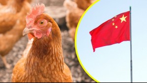 SAG descarta veto de China a importaciones avícolas por gripe aviar: 'Fue Chile quien autosuspendió las exportaciones'