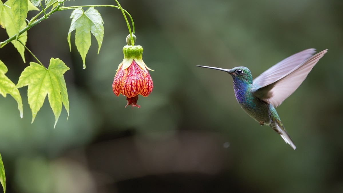 La naturaleza como huésped: hotel cinco estrellas de California cierra sus puertas para favorecer la comodidad de un colibrí